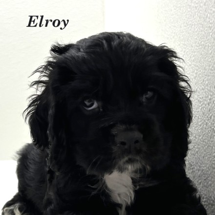 puppy, for, sale, Cocker Spaniel, Joe & Cherri  Overlease, dog, breeder, Miller, MO, dog-breeder, puppy-for-sale, forsale, nearby, find, puppyfind, locator, puppylocator, aca